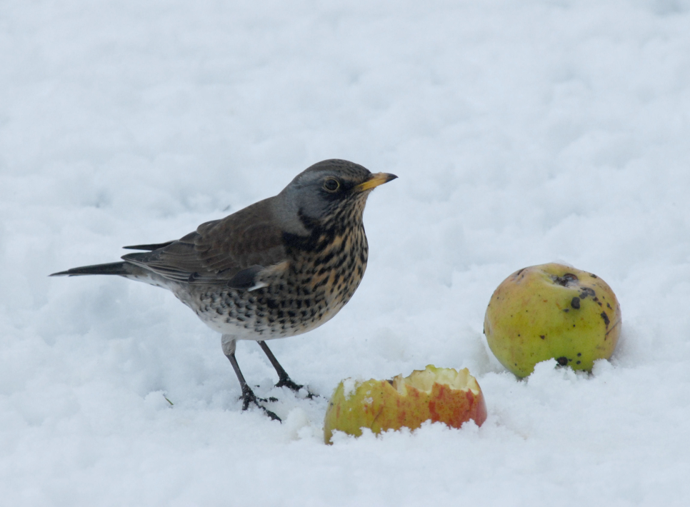 Recent Sightings 13th Dec 2021